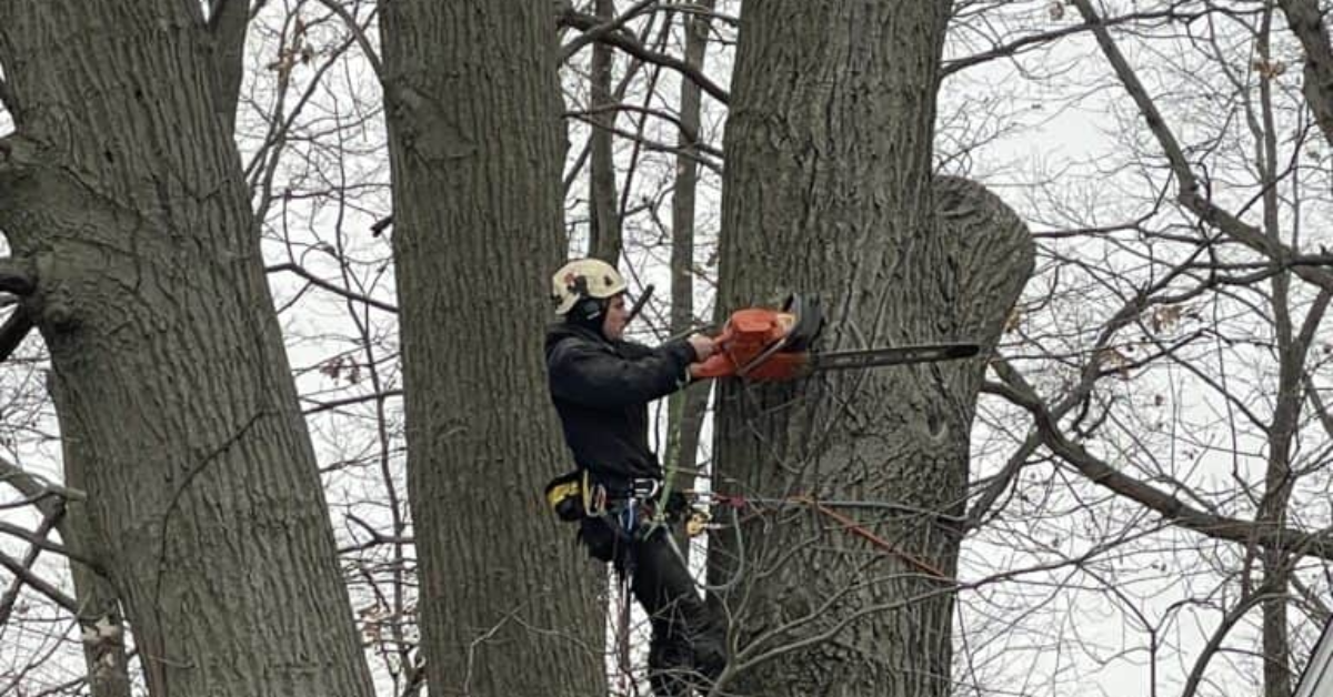 Tree Trim Services Near Me